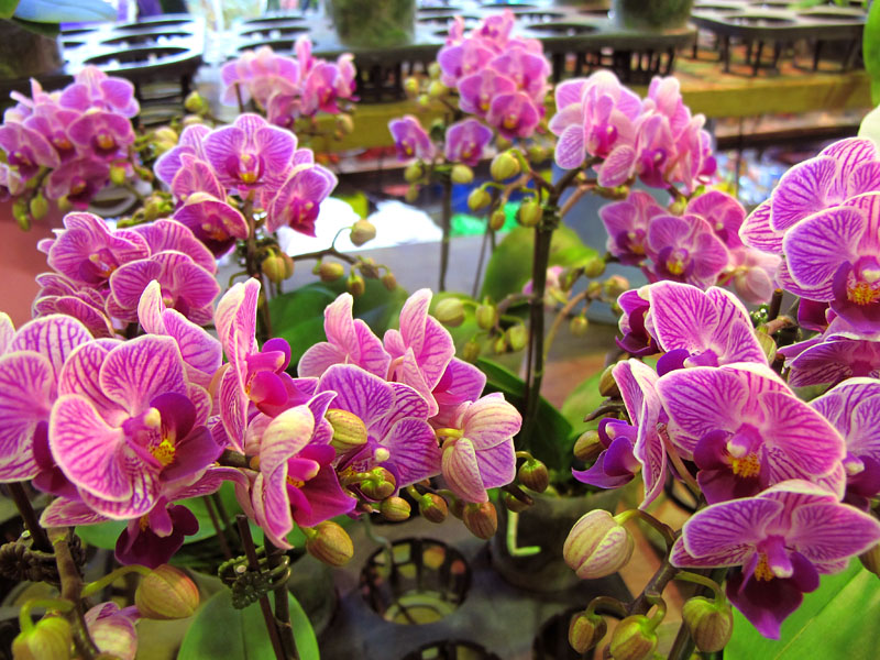 day3orchid6[1].jpg
