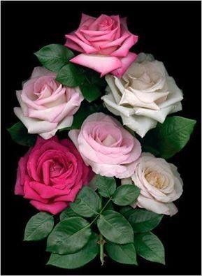 ddc72fbc5d1fd02c393352b924b3be4a.jpg