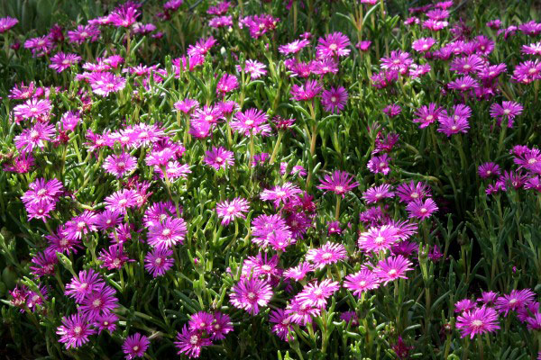 delosperma3[1].jpg