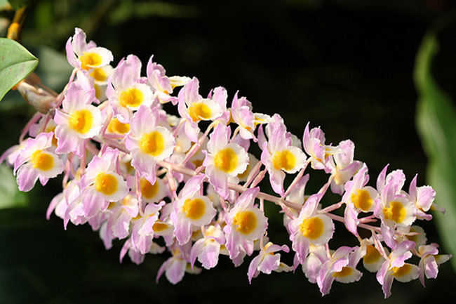 Dendrobium...-20130405144314[1].jpg