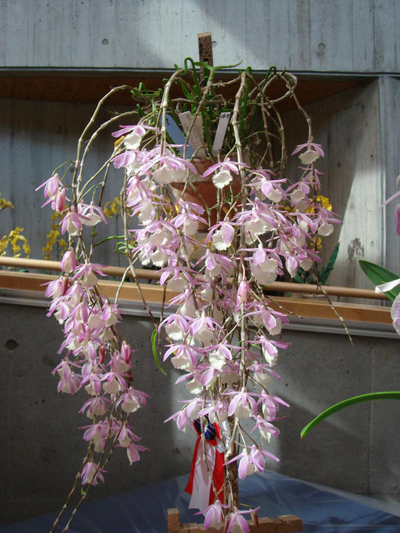 dendrobium-aphyllum[1].jpg