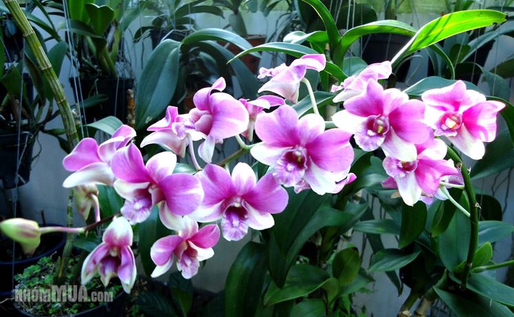 DENDROBIUM-ORCHID-GARDEN_20131218144253993[1].jpg