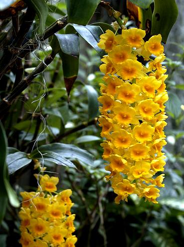 dendrobium_densiflorum[1].jpg