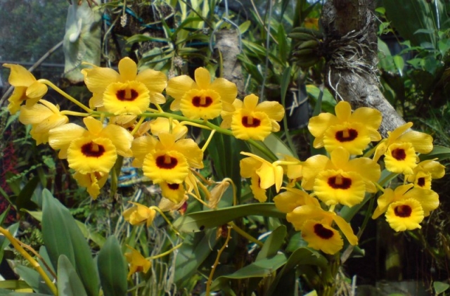DendrobiumChrysotoxumSuavissimum06Crop.preview[1].jpg
