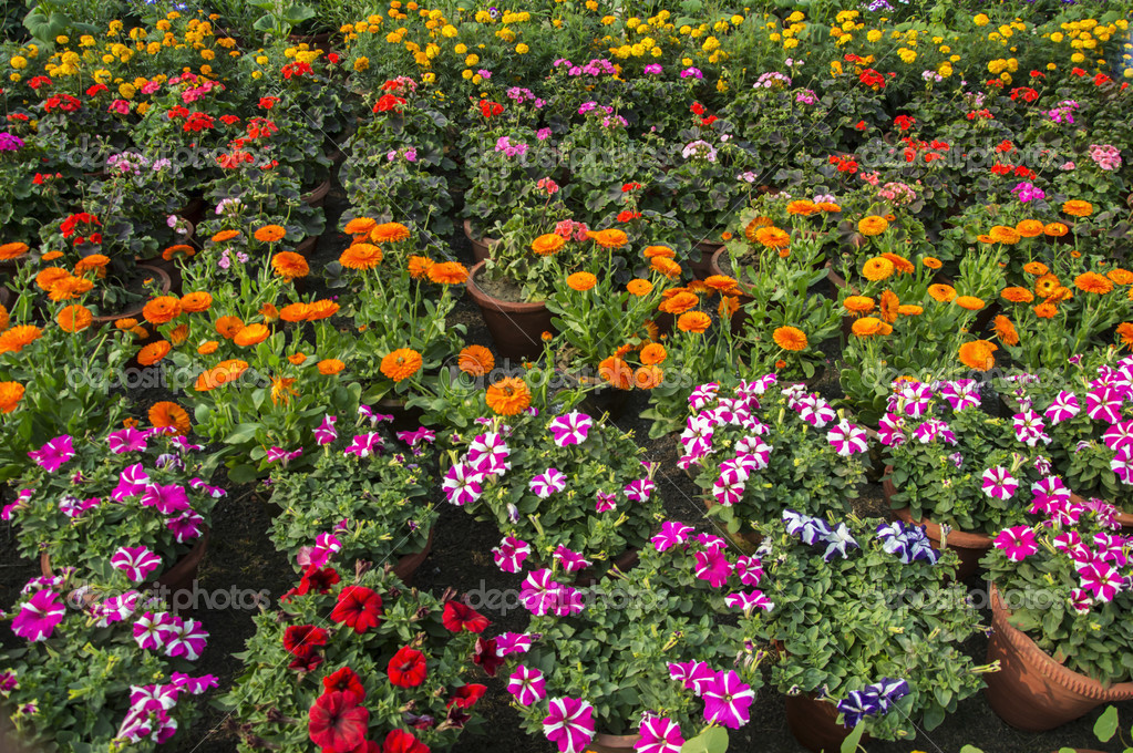 depositphotos_42164325-Many-flowers-and-plants[1].jpg
