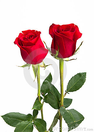dos-rosas-rojas-hermosas-en-el-aislamiento-del-fondo-18201893[1].jpg