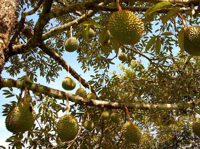 durian[1].jpg