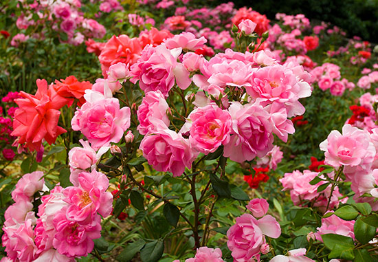 edible-flowers-roses[1].jpg