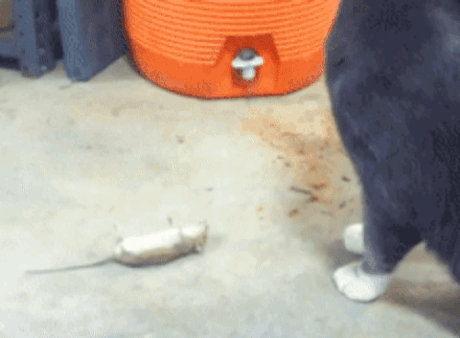 ezgif-com-resize-6010-1506675586_m_460x0.gif