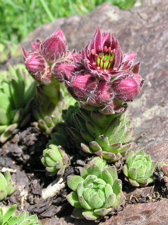 flor%20serpervivum%20montanum01[1].jpg