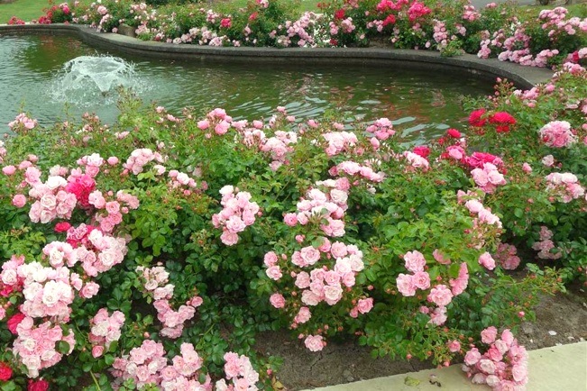 Flower-Carpet-around-pond-edges[1].jpg