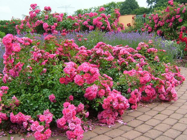 Flower-Carpet-Pink_Noack-Trials[1].jpg