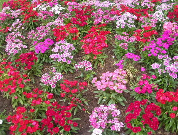flowering-plant-flower-garden-s-bea51f056852e93e[1].jpg
