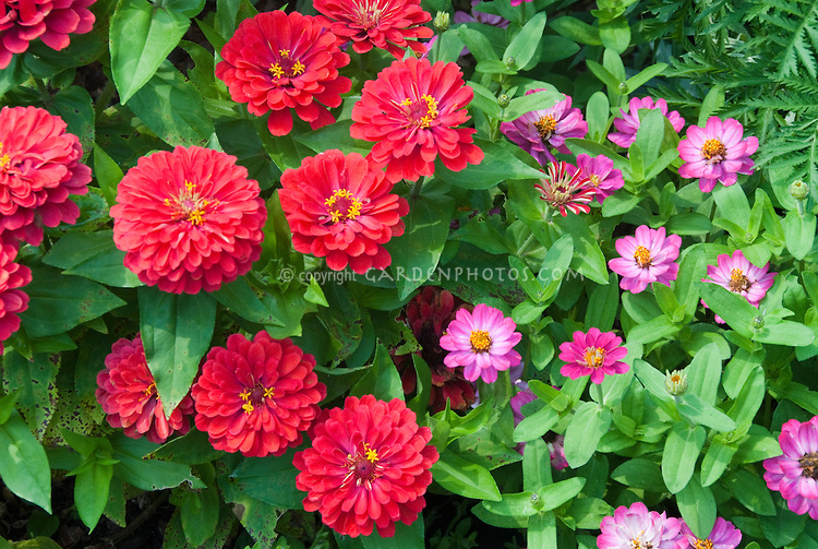Flowers-Big-Small-JWW5258[1].jpg