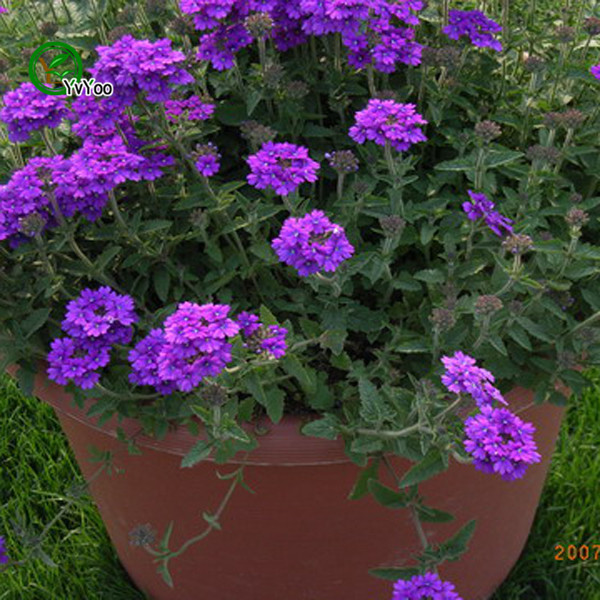-font-b-Purple-b-font-Hanging-font-b-Verbena-b-font-Seeds-Flower-Seeds-Bonsai[1].jpg
