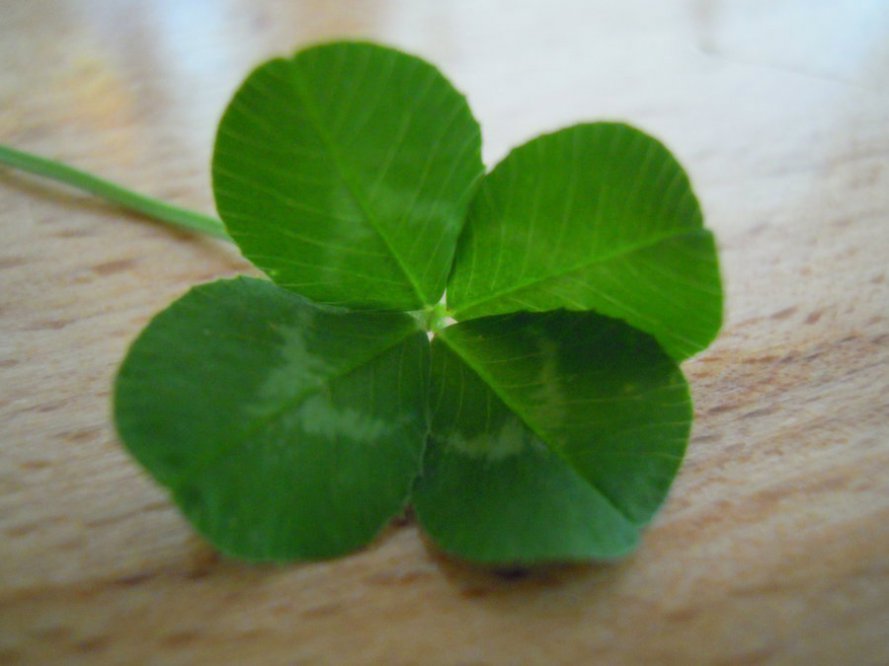 four_leaf_clover_stock_by_limestock-d4jdb2u.jpg