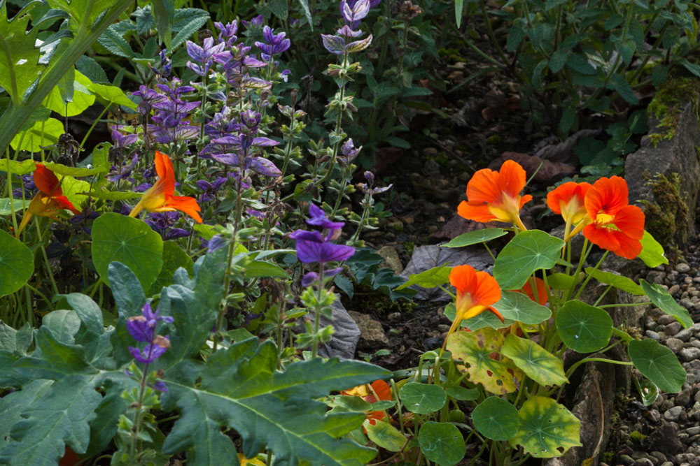 g-companion-plants-alamy-french-marigoldef8078[1].jpg