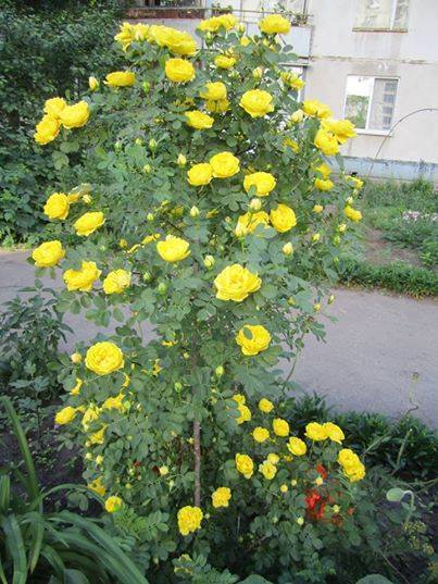 gieo%2Bh%25E1%25BA%25A1t%2Bhoa%2Bh%25E1%25BB%2593ng%2Bleo[1].jpg