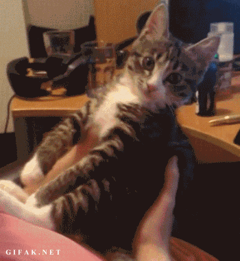 giphy ee.gif