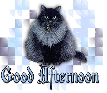 Good-Afternoon-With-Cat.gif
