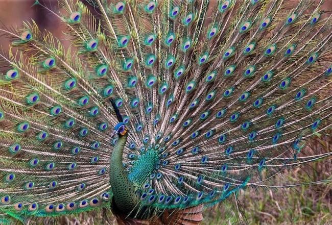 green_peafowl_elyssa_kellerman[1].jpg