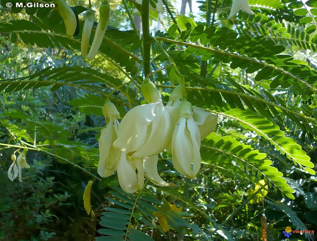 gros-mourongue-sesbania-grandiflora-visoflora-21880[1].jpg