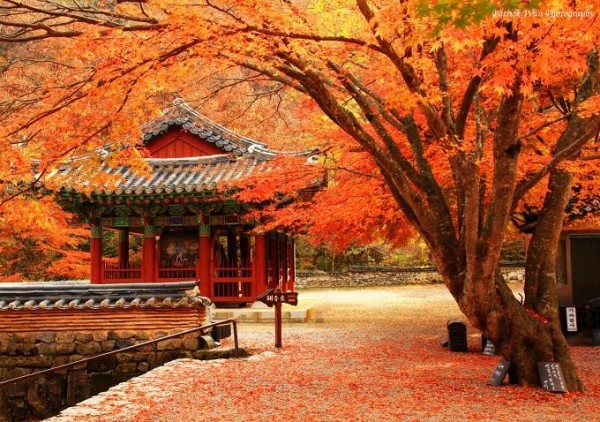 Han-Quoc-Xu-So-Kim-Chi-SEOUL-JEJU-NFMI-EVERLFND-[1].jpg
