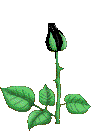 Hinh-anh-dong-dep-ve-hoa-hong-ruc-ro-sac-mau-.gif