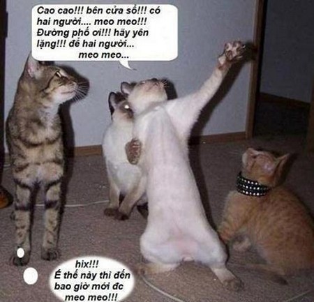 hinh-anh-dong-vat-vui_18.jpg