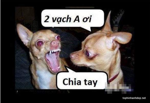 hinh-anh-hai-huoc-ve-tinh-yeu-10.jpg