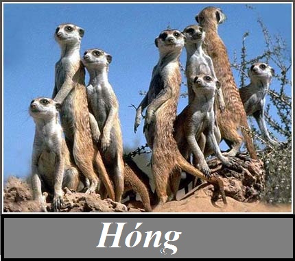 hinh-anh-hong-dang-facebook-zalo-9.jpg