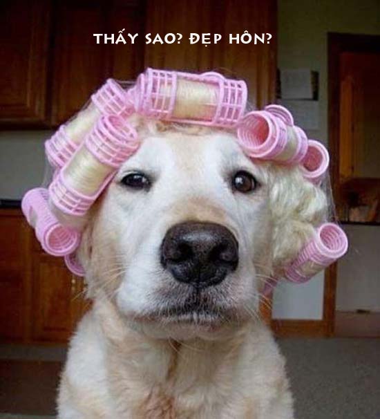 Hinh-Anh-Vui-Cho-Cun-DongVatVui.Com- (41).jpg
