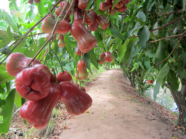 hinh2culaoanbinh[1].jpg