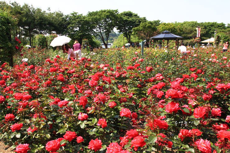 hoa-hong-16[1].jpg