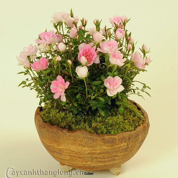 hoa-hong-bonsai%20(18)[1].jpg
