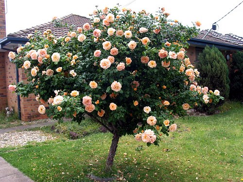 hoa-hong-tree-rose-gia-dat-bong-tay-co-gi-la-hinh-3[1].jpg