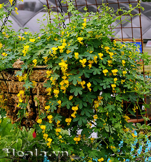 hoa_phuong_hoang_6[1].jpg