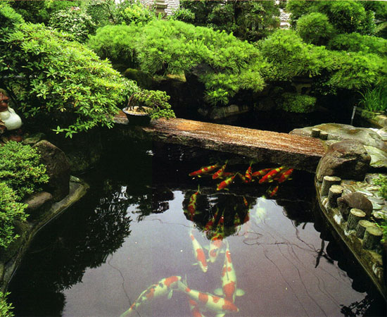 HoCaKoi1[1].jpg