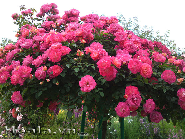 hong-tree-rose-5(1)[1].jpg