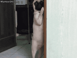HQvoFeZbR5wD6.gif
