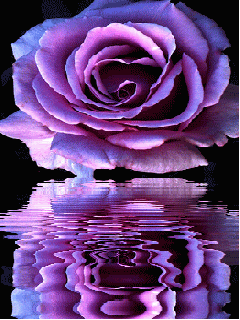 image.gif