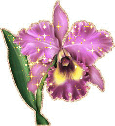 image.gif