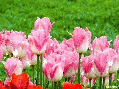 image.gif