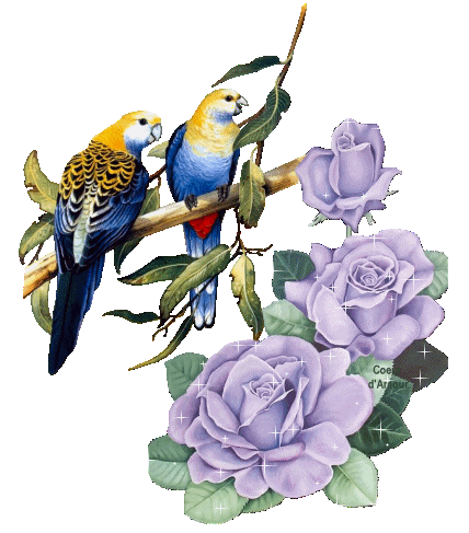 image.gif