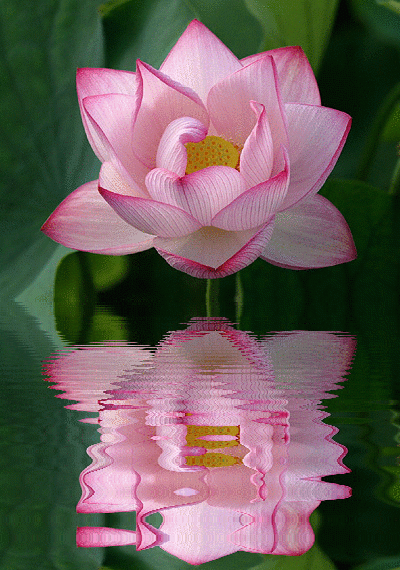 image.gif