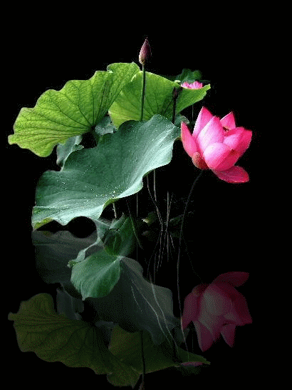 image.gif