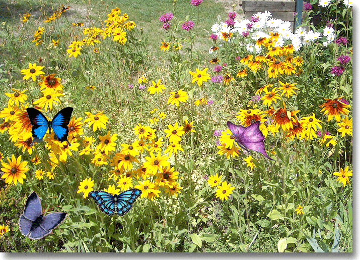 image.gif
