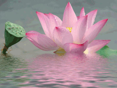 image.gif