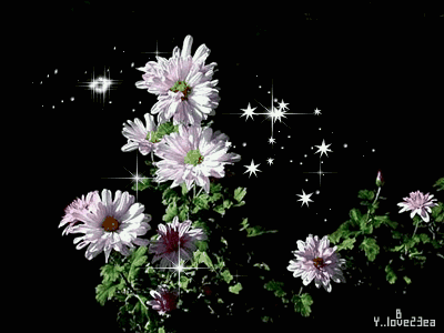 image.gif