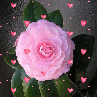 image.gif